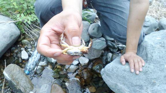 农村小溪里的野生山螃蟹都有什么营养价值和功效