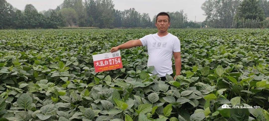 耐密型高蛋白夏大豆品种---濮豆754