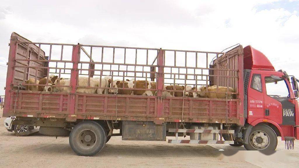 要闻阿巴嘎旗原上牛业有限公司活畜交易市场托牛所开集营业