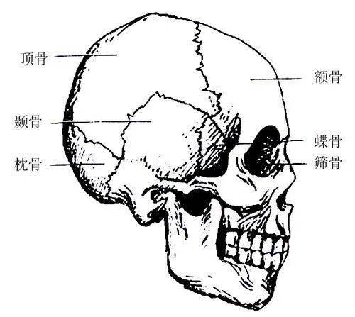 并不是钢板一块儿,在额骨,顶骨,颞骨和蝶骨相交处有一个h形的骨缝