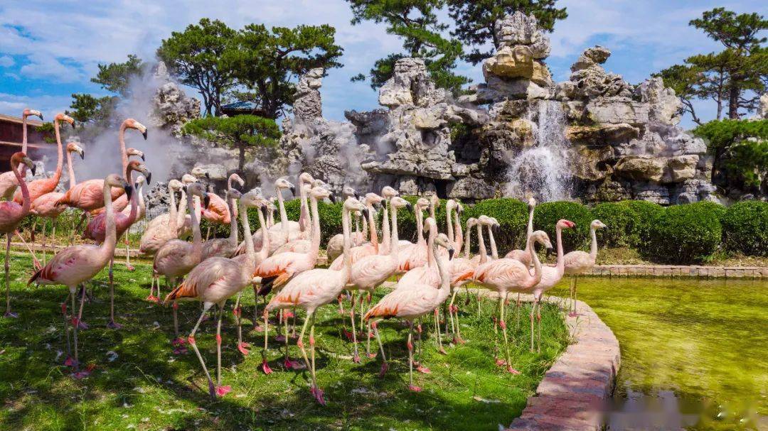 全网首发超前预售泉城欧乐堡动物王国9月16日惊喜开园王国秘籍抢先get