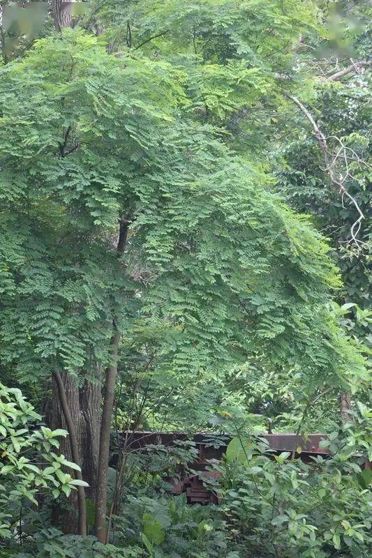 藏文科普海红豆我才是你们应该相思的那个