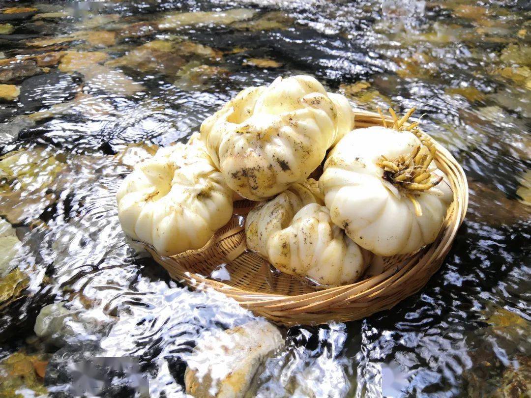 佳和基地直采龙牙百合好吃不贵的干货