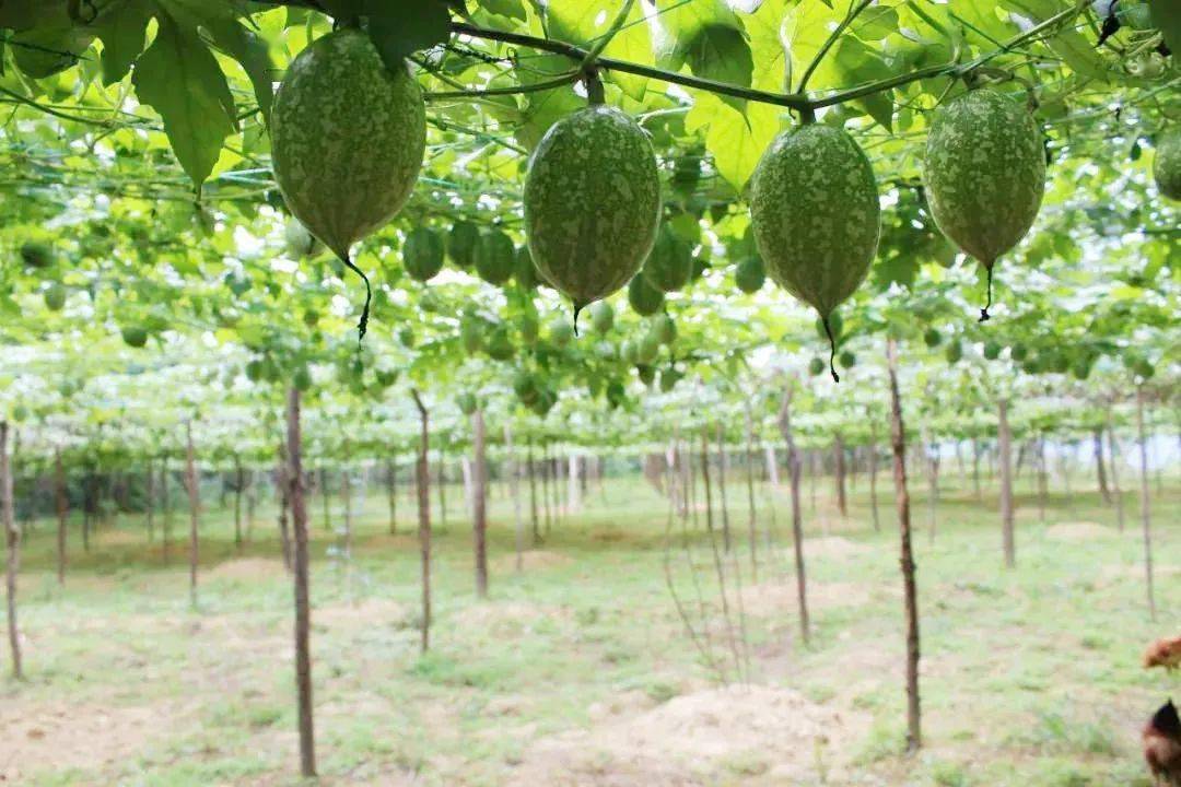 思南县胡家湾丨小吊瓜走出大"钱"景_种植