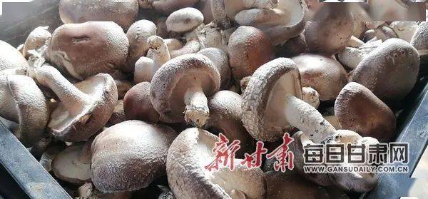 靖远若笠乡搬出穷山窝小香菇撑起贫困户幸福新生活