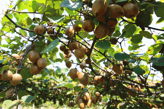 开始种植果树,种植有脆桃,黄桃,紫桃,猕猴桃,糖橙,红皮梨,黑宝石李子