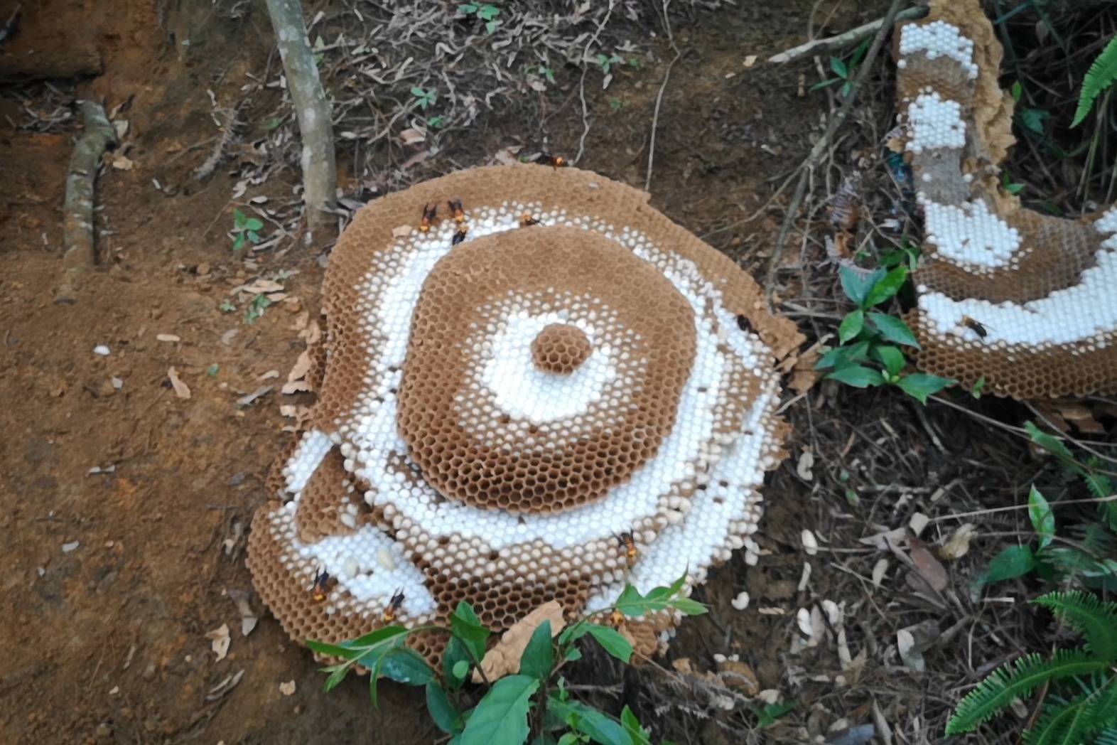 胡蜂养殖红娘被别人放蜂标,本来想留做蜂种的蜂窝也只能挖了