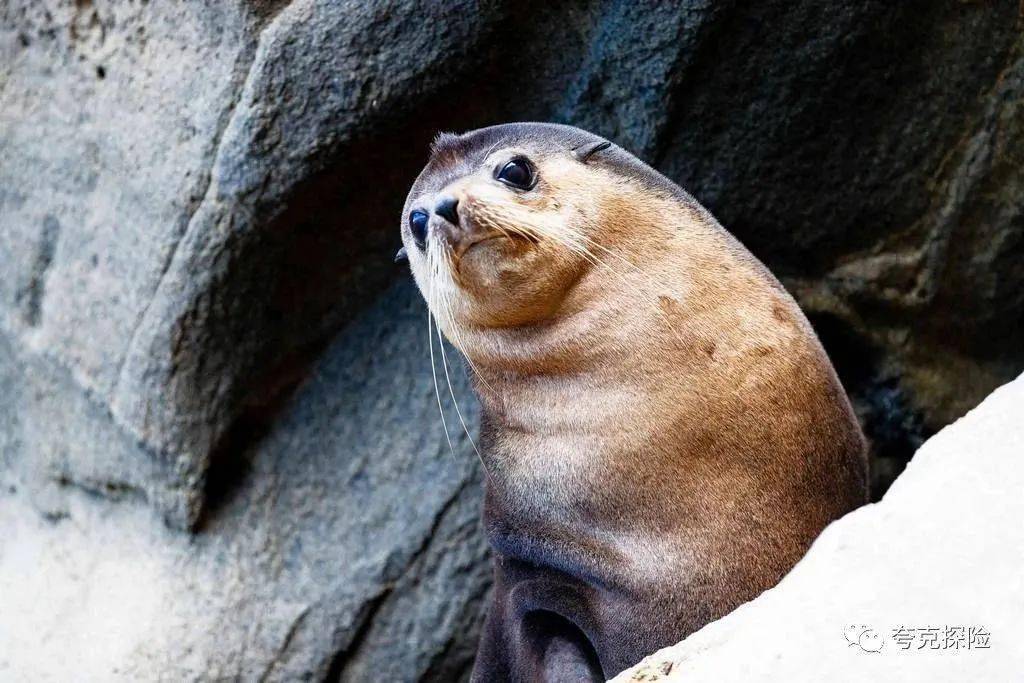 海象象海豹海獅海豹海狗