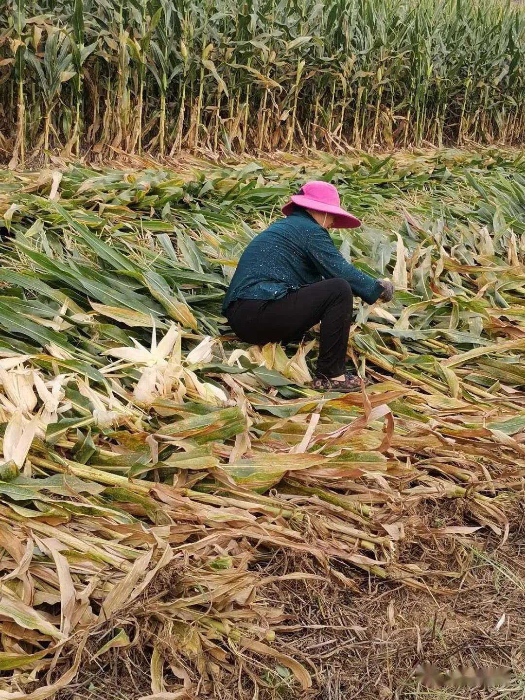 实拍▎上蔡友友记录收秋杀芝麻掰玉米你还不赶紧回家