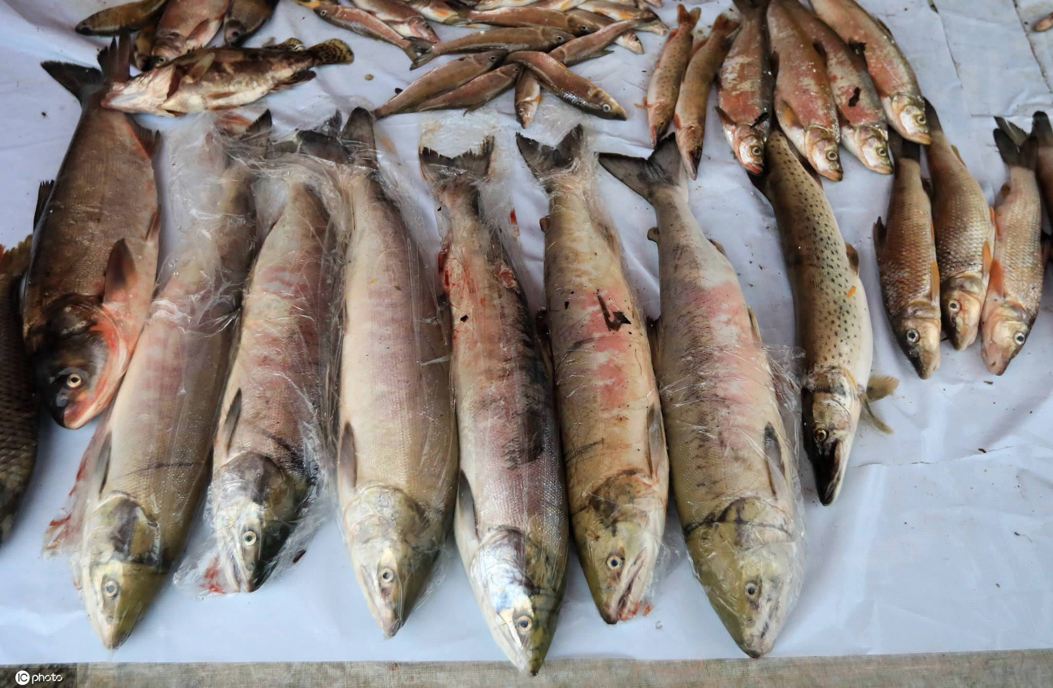 黑龙江抚远的大马哈鱼回来了02比往年早10天个头大了三四斤