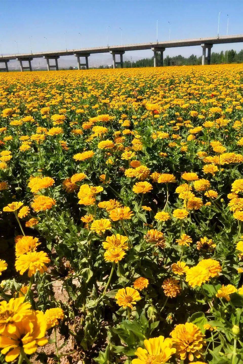 网红打卡地所有人走到石河子这片花海大田赏花去
