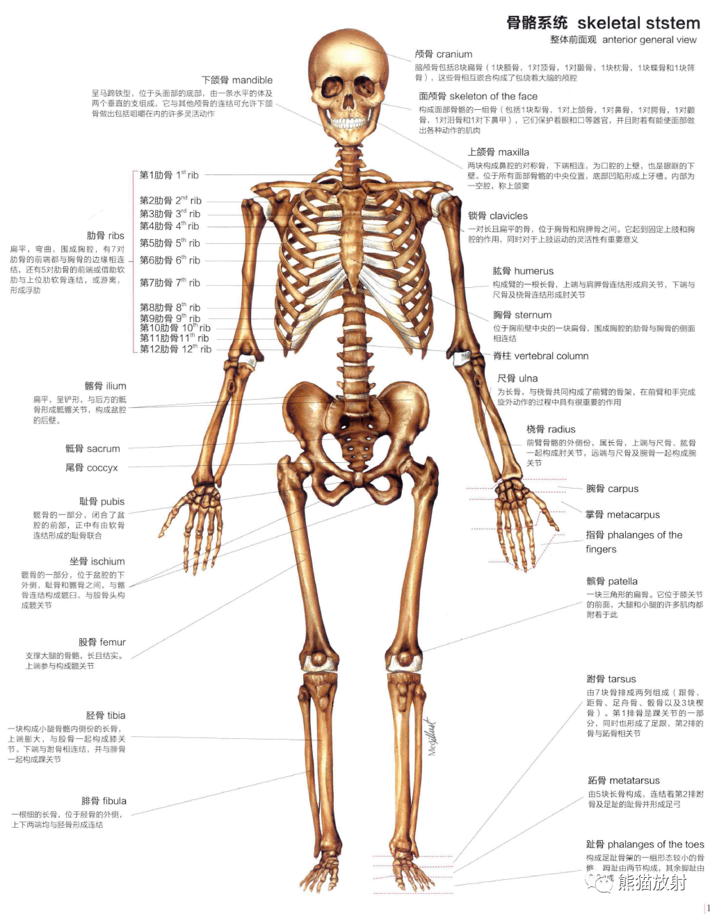 人体图谱丨骨骼系统 skeletal system