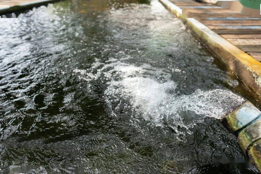 康洁03原创75为您揭秘养殖池塘底部毒素形成的八大原因及消解措施