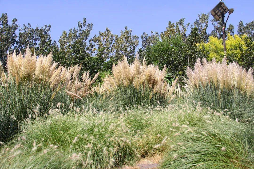 邛海湿地的蒲苇美景私藏了一波惊艳的秋色