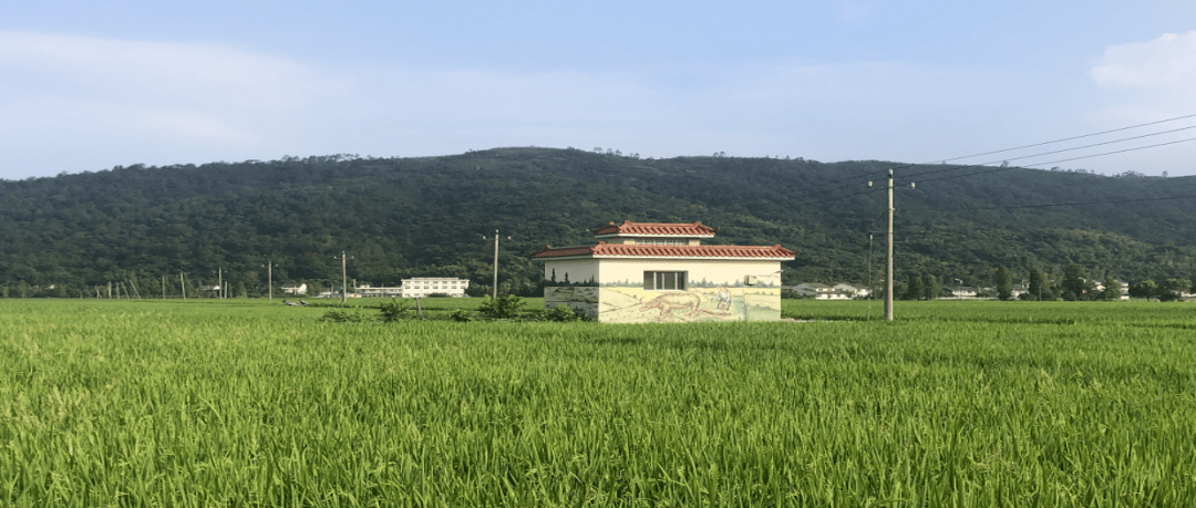 【今日头条】彩色稻田绘出万全美丽田园_万全镇