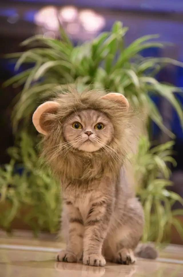 妞妞,讲真,作为一只狮子你好像没啥威严_萨摩