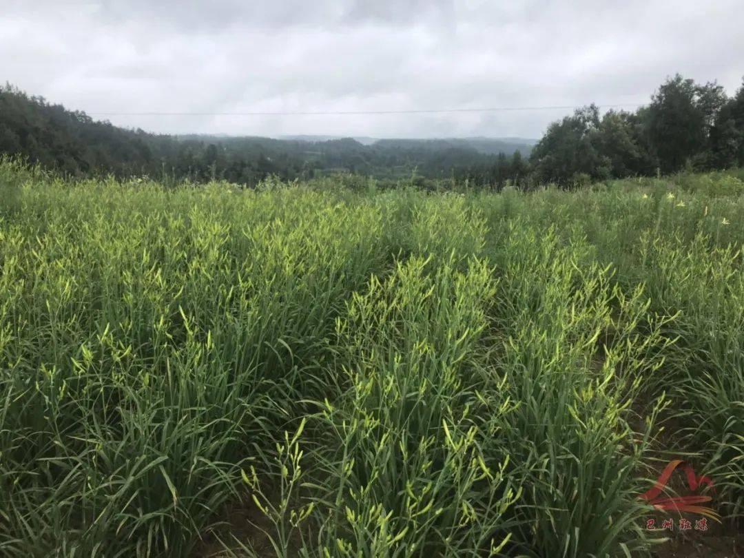 决战脱贫巴州区大罗镇走上致富奔小康的道路幸福指数不断攀升