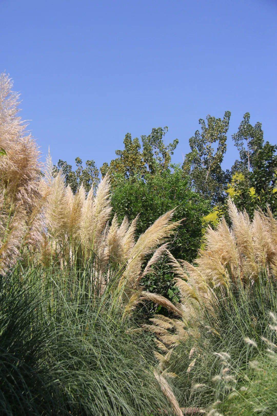 邛海湿地的蒲苇美景私藏了一波惊艳的秋色