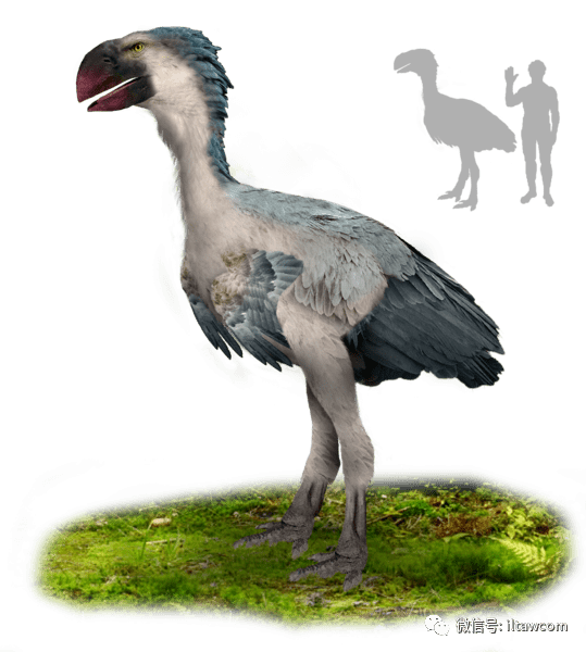 过往冠恐鸟被指为掠食者,就冠恐鸟双脚的大小,它可能较为灵活,以追捕