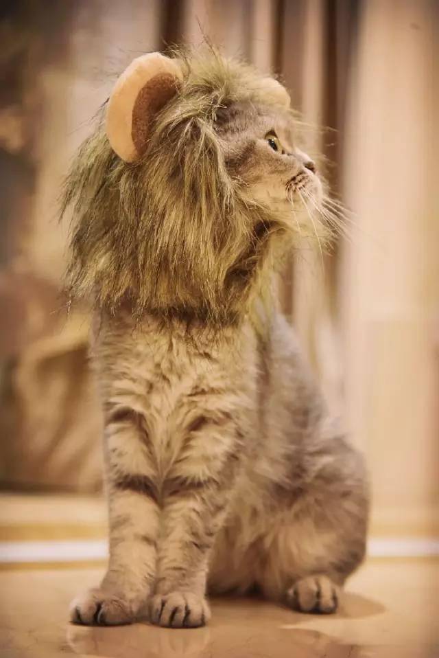 妞妞,讲真,作为一只狮子你好像没啥威严_萨摩