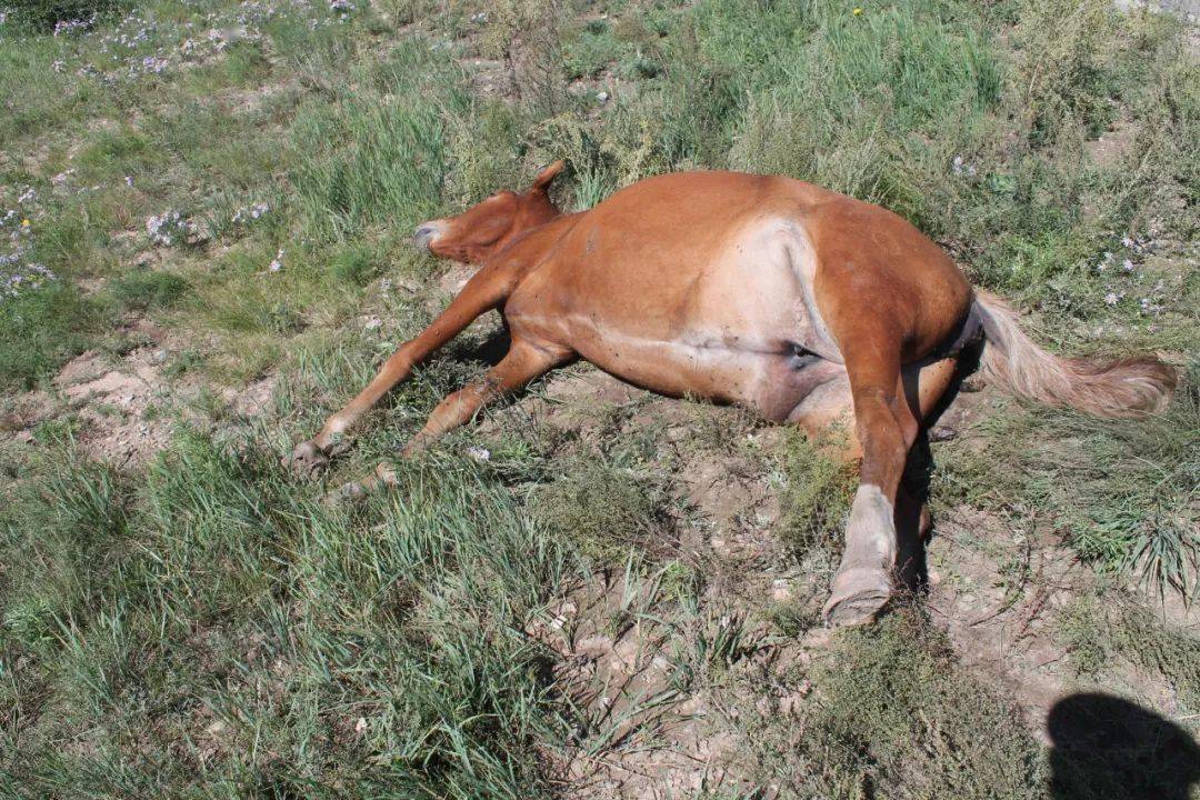 陈旗一居民家的马被撞两死一伤肇事司机逃逸终被抓获