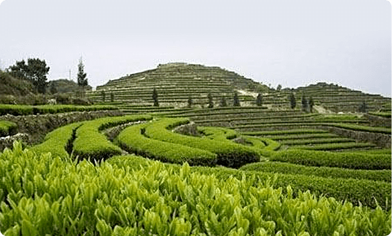 华南茶区和西南茶区的特点