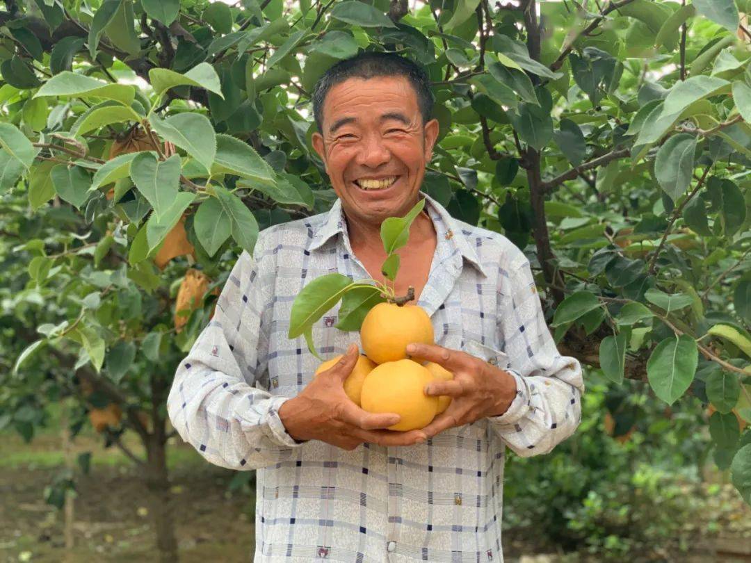 聊城有着丰富的降水,充足的阳光和较大的昼夜温差,非常利于秋月梨积累