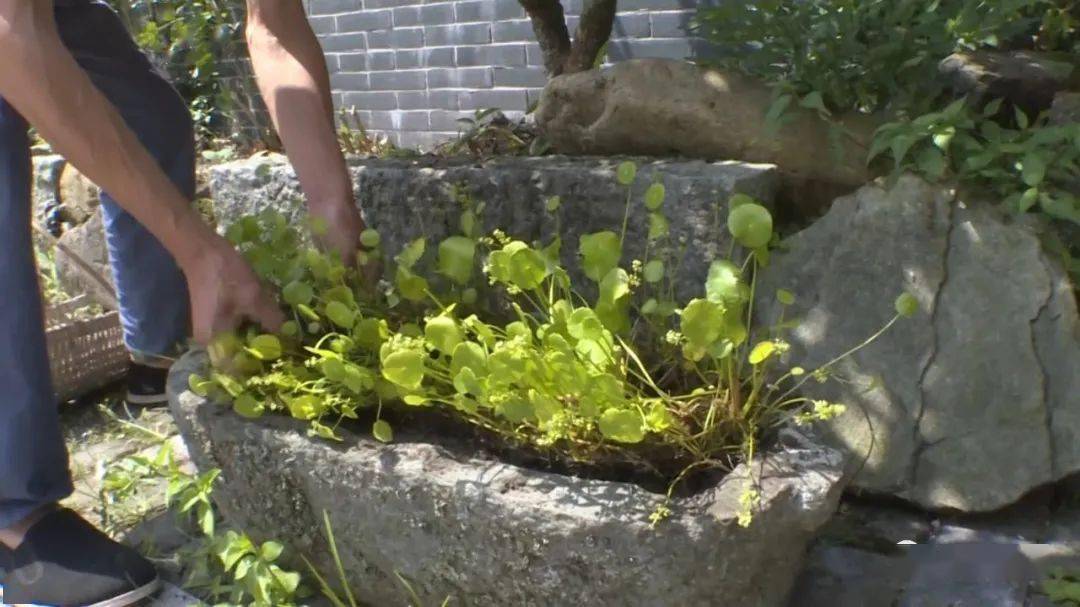 将花盆里的积水倾倒干净,并要求户主用泥土把花盆填满