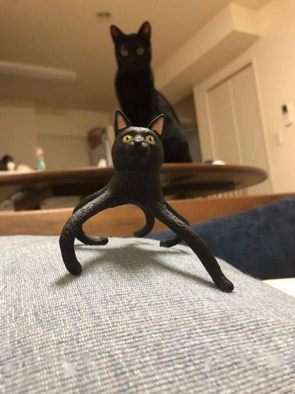 按猫的模样做了个手办,猫看后,却直接开咬,主人:我好难!_twitter