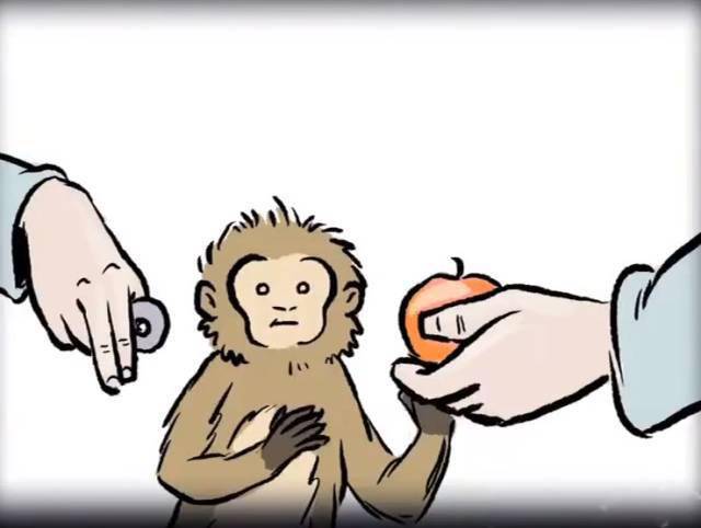 耶鲁大学实验:让一些猴子富起来, 结果让人惊掉下巴