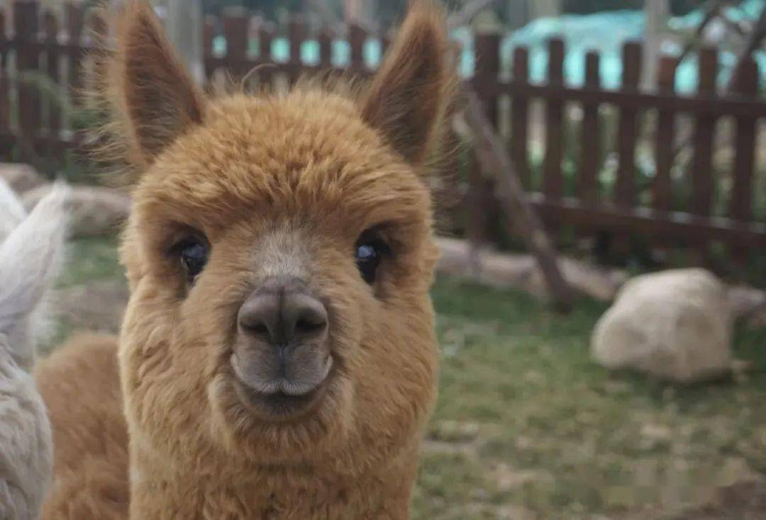 网红范儿萌宠不仅有高人气大明星萌宠在精灵乐园咱们比比到底谁更聪明