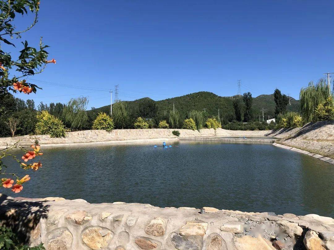 美丽平谷峪口镇约起50亩油葵绽笑脸峪口网红打卡地来了