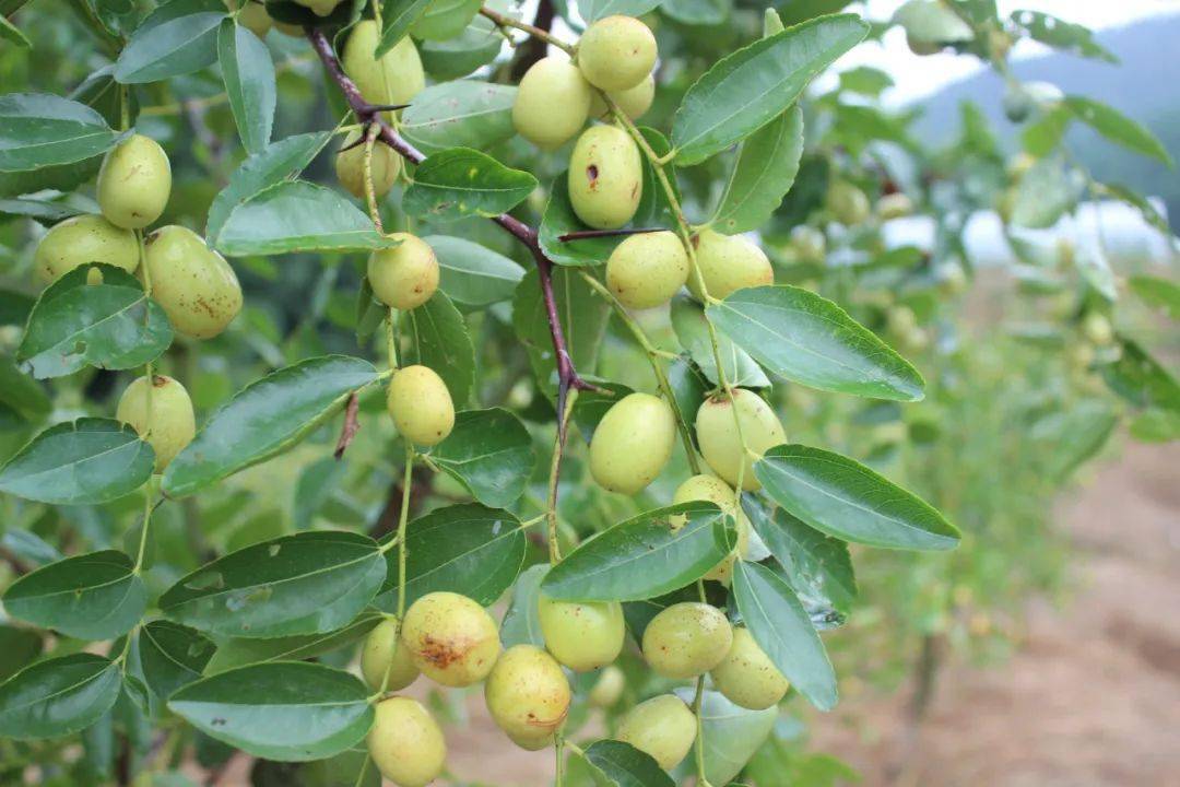 青红相间,鲜艳欲滴,惹人喜爱小巧可爱像是挂着的小灯笼一样玲珑剔透