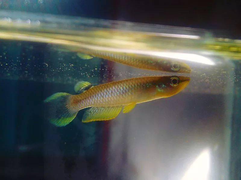 龙鱼原产地竟然还私藏这么多宝藏鱼你见过几种