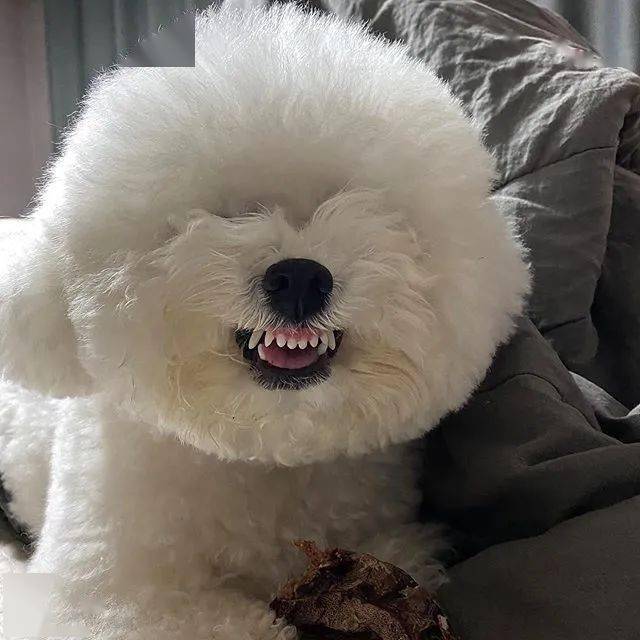 一位主人说他家小比熊外表看着挺萌的但其实