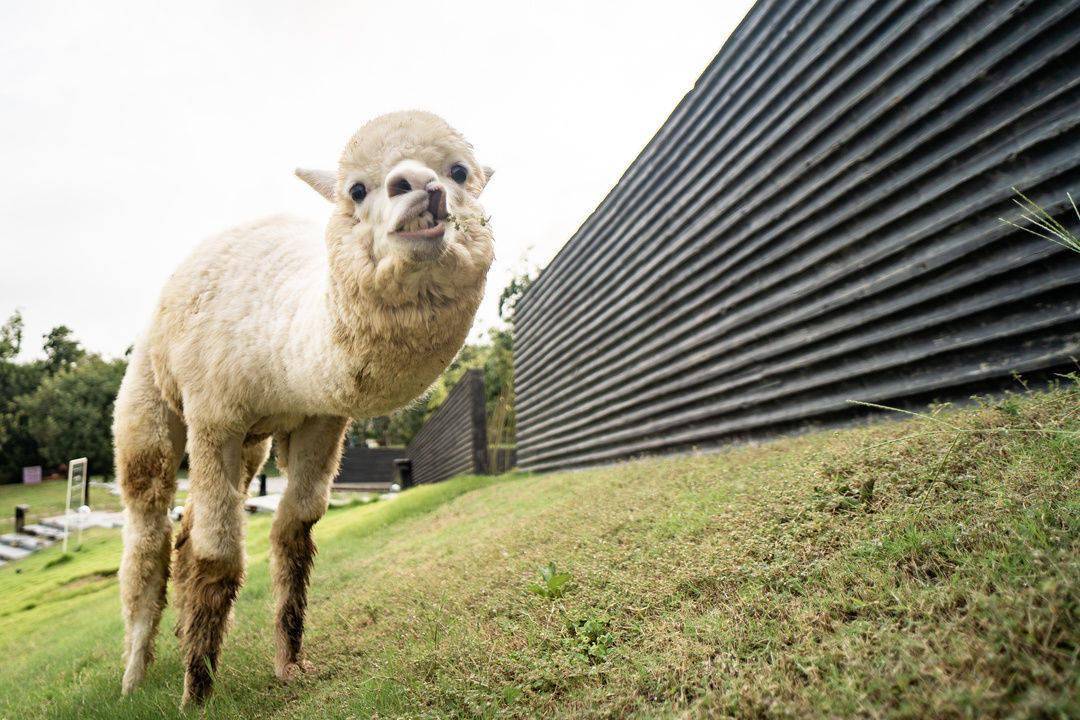 无敌可爱!两只羊驼从远处向你走来