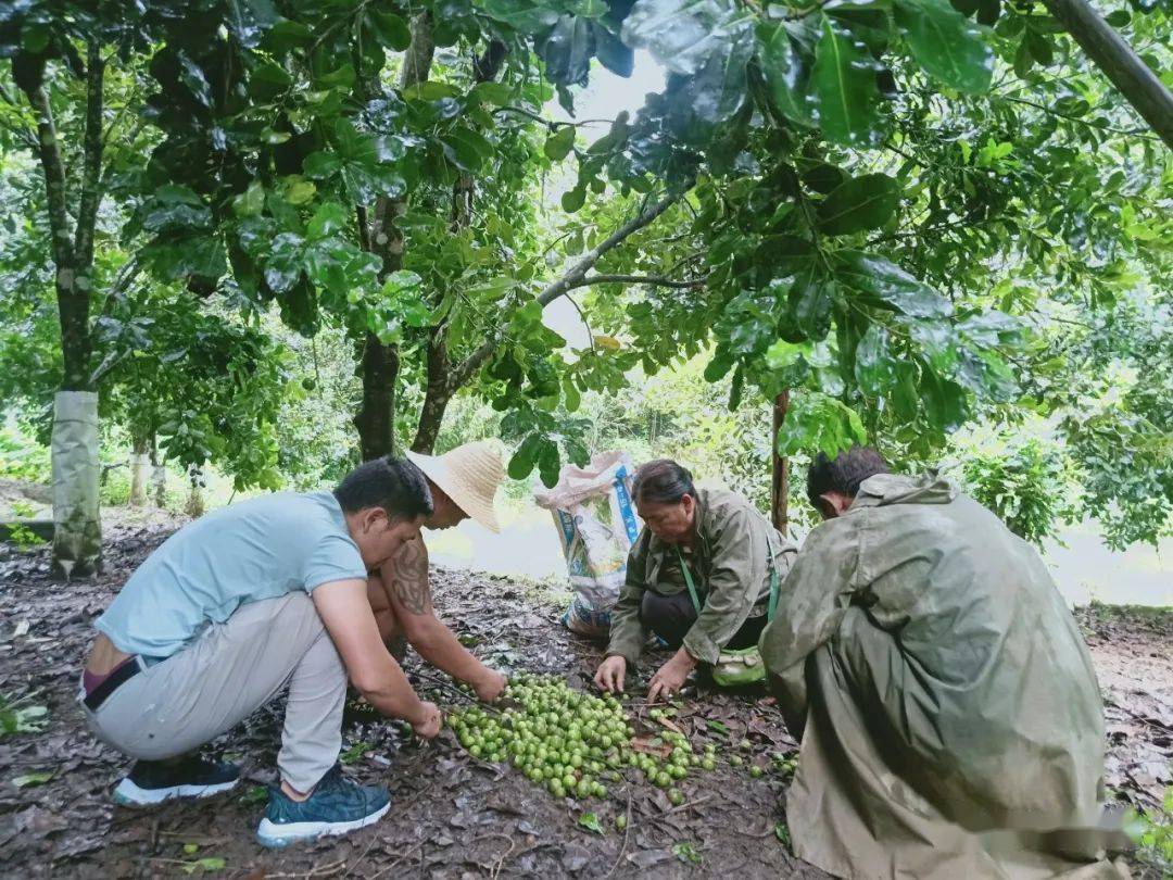 三臺山鄉的堅果樹之王新鮮出爐啦