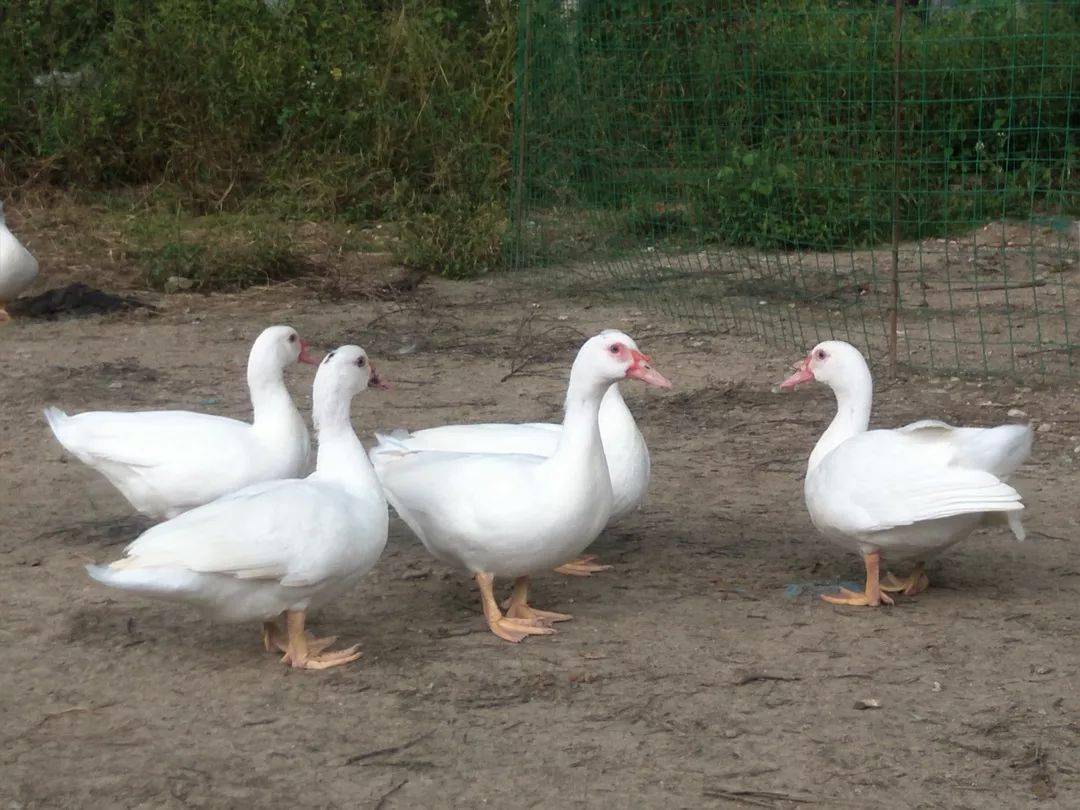 有正番,土番,白番,半番各种番鸭的叫卖,这是番鸭的杂交特性繁殖出这么