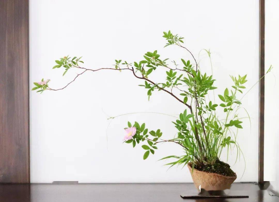 200盆日本极品山野草盆景作品欣赏