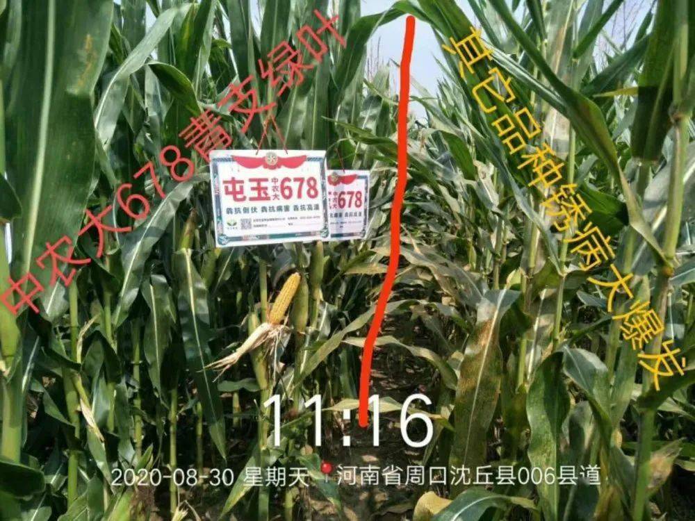 观摩预订为何要选屯玉犇抗中农大678