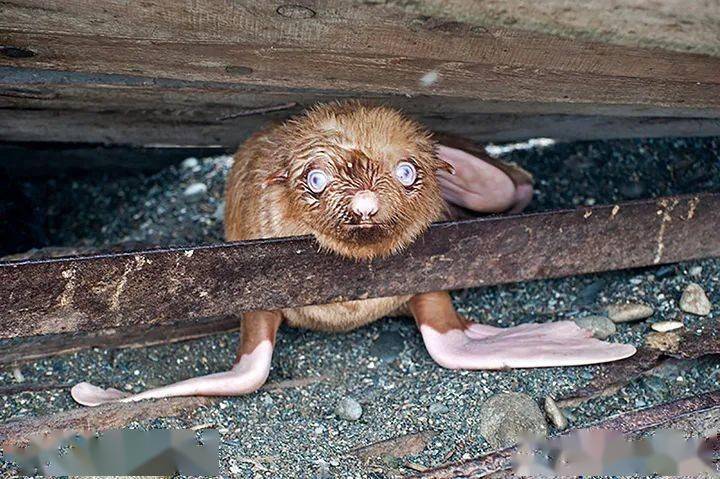 金黄色海狗现身鄂霍次克海小岛眼睛显示蓝色最初专家有些担心