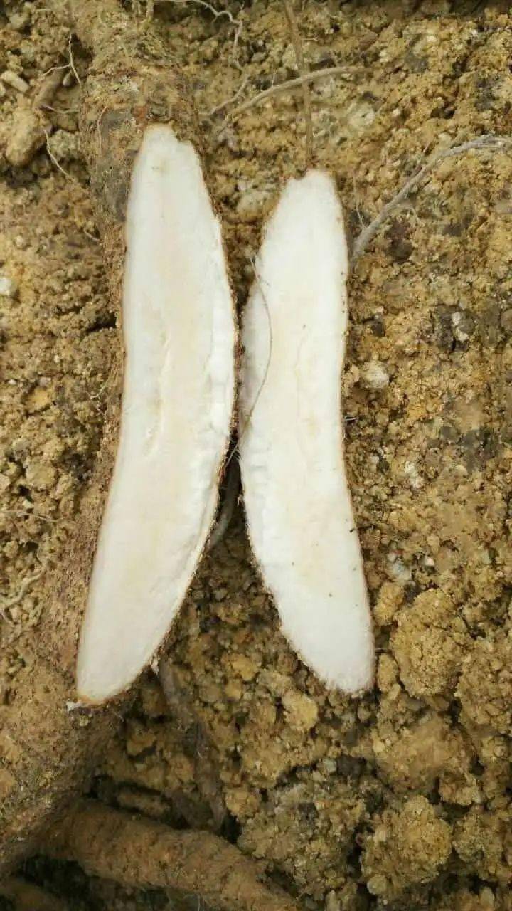 南方人参牛大力补而不燥