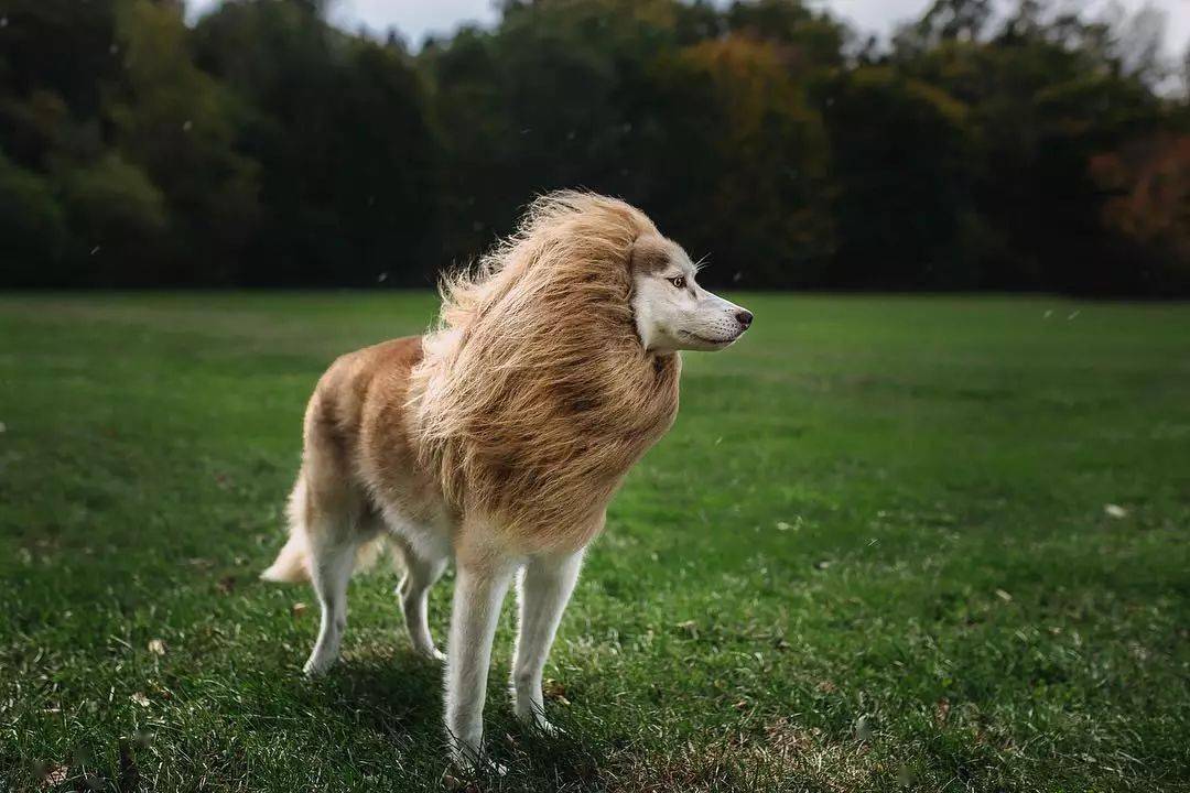 当然最近也有人给棕色的哈士奇带上,看起了效果勉强还不错.
