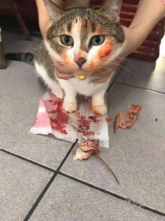 逮捕猫猫犯罪现场有些猫猫居然还不知悔改