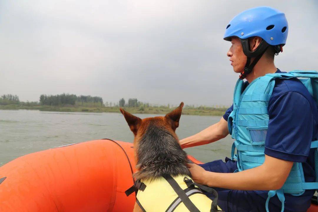 快来和小编一起get搜救犬的新技能水上救人