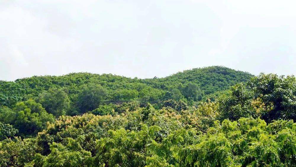 咬一口满口生津,这里的油柑征服你的味蕾!