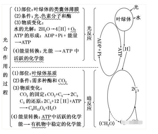 光合作用的過程或c6h12o6酶2c3h6o3 能量.