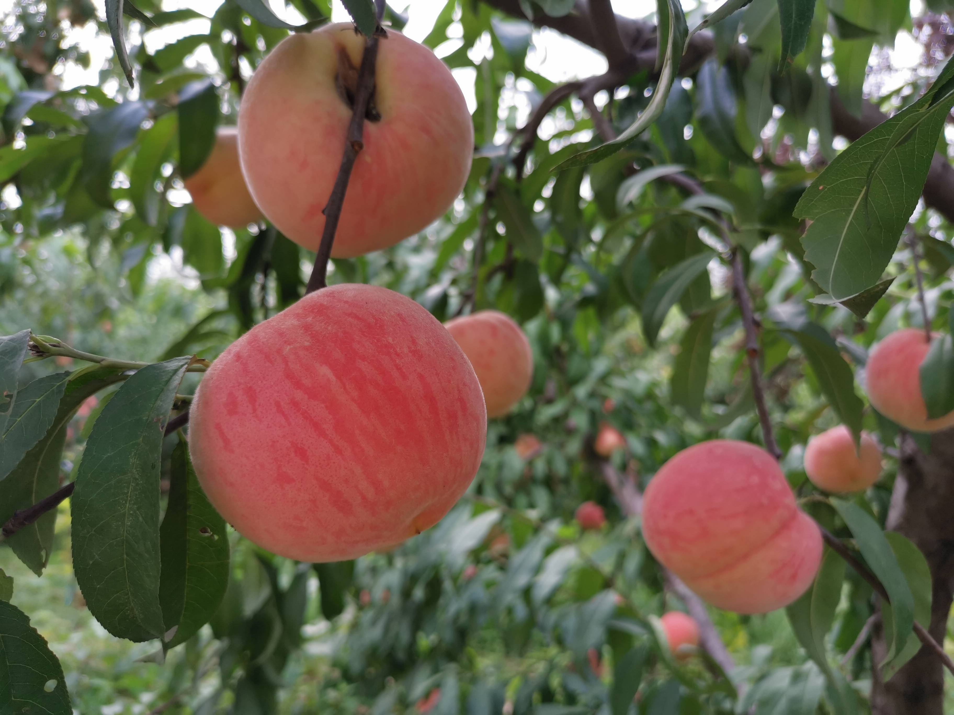 大桃品质高不愁卖 张克忠:希望种出更多"招牌桃"