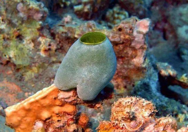 最奇葩的动物,长大后要吃掉自己的大脑,你见过吗?_海鞘