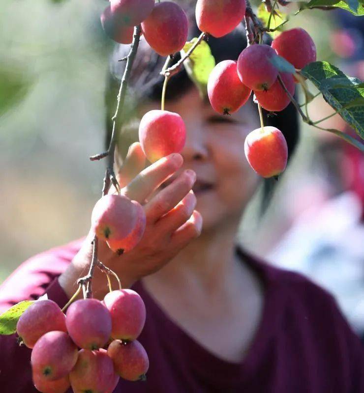 丰满区摄影家协会旺起镇两佳子村鸡心果采摘摄影作品展示二